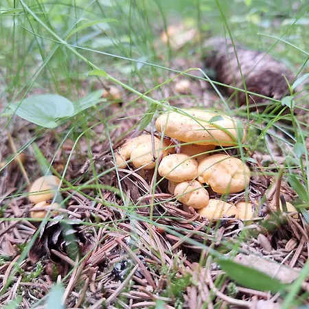 Naturpark Bauernhof Sperl Mariahof