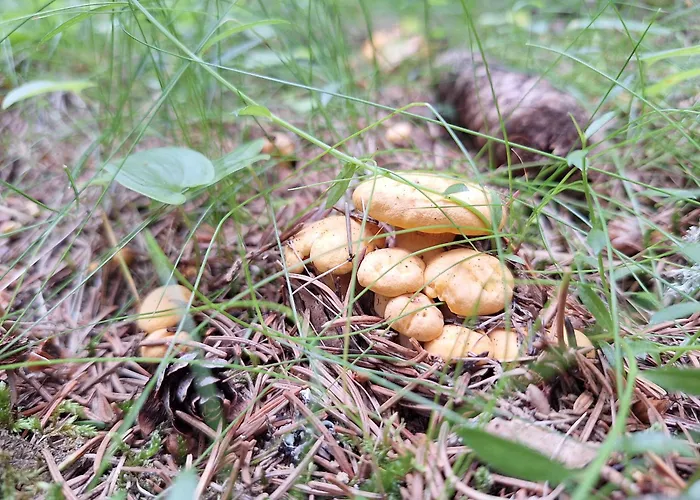 Naturpark Bauernhof Sperl Mariahof